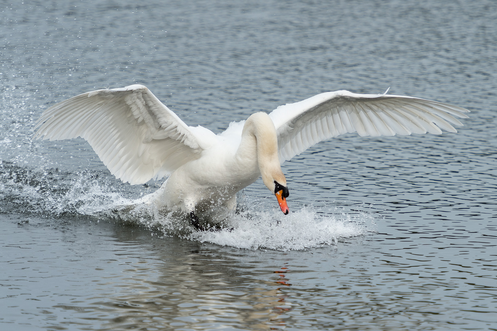 _DSC0517-Edit