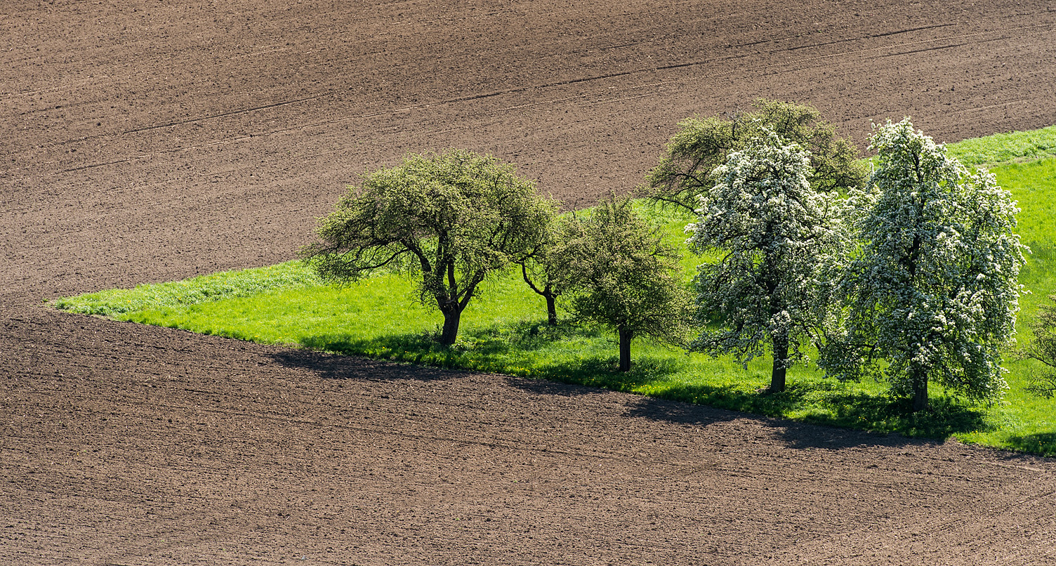 Linie