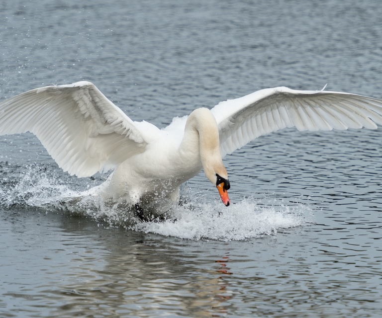 _DSC0517-Edit