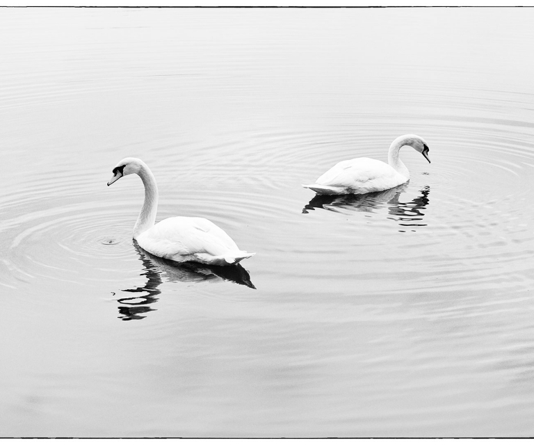 Fauna