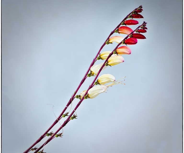 Flora
